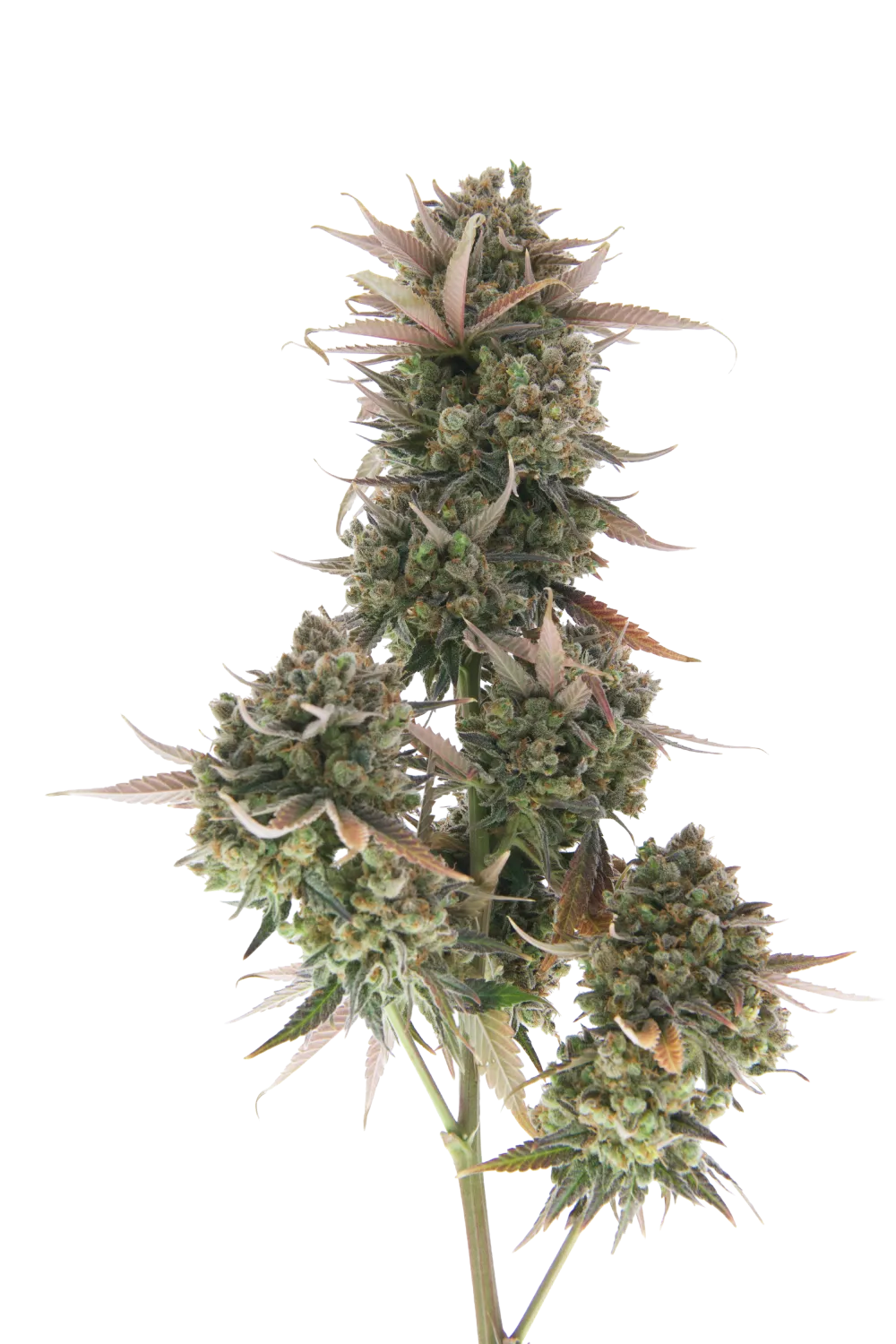 Plante de cannabis avec bourgeons